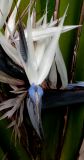 Strelitzia nicolai