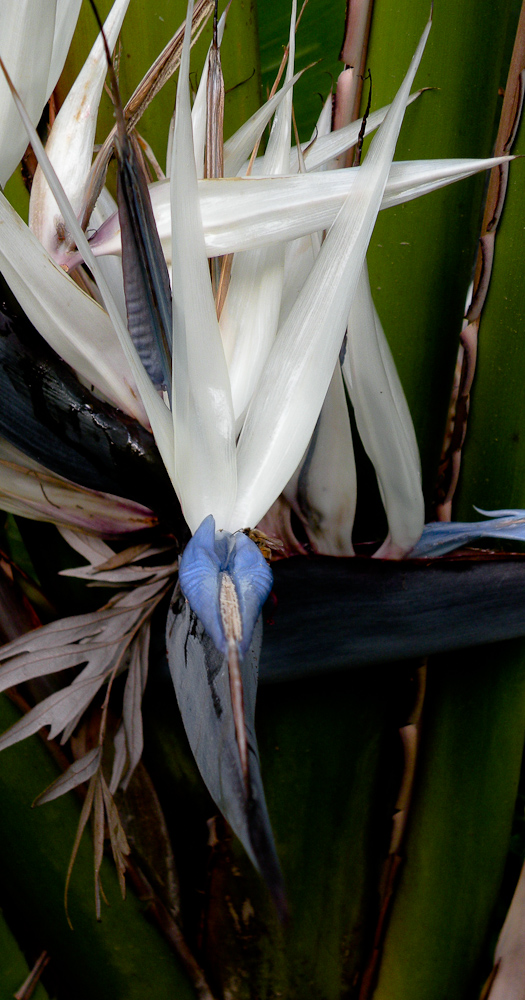 Изображение особи Strelitzia nicolai.