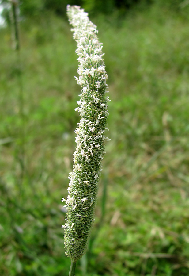 Изображение особи Phleum pratense.