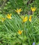 Hemerocallis middendorffii