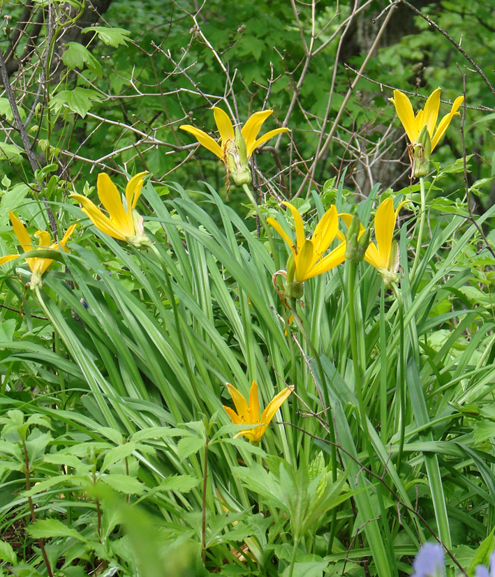 Изображение особи Hemerocallis middendorffii.