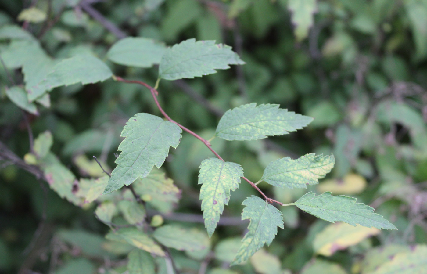 Изображение особи Spiraea rosthornii.