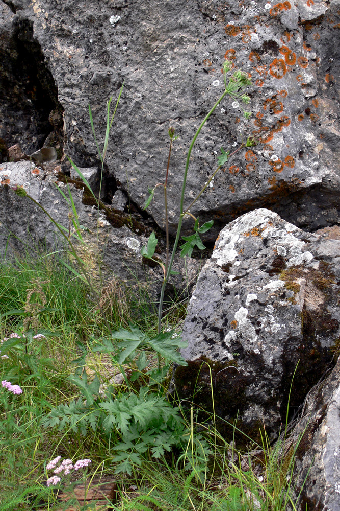 Image of Pimpinella saxifraga specimen.