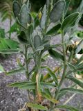 Fibigia clypeata. Нижняя часть плодоносящего растения. Крым, Ялта, обочина улицы. 30.05.2014.