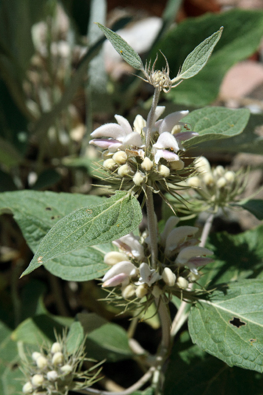 Image of Phlomis sewerzowii specimen.