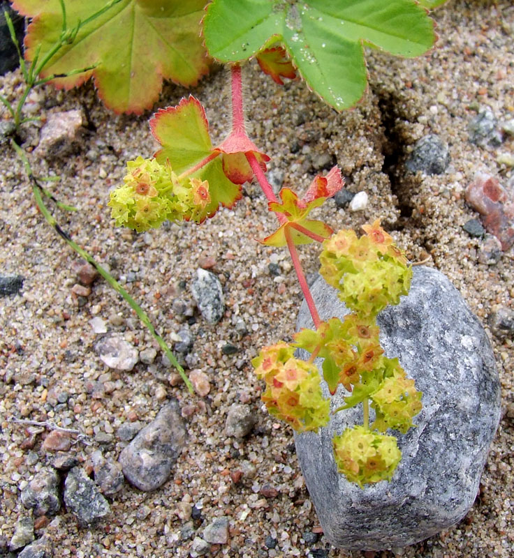 Изображение особи род Alchemilla.