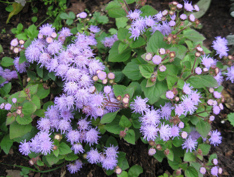 Image of Ageratum houstonianum specimen.