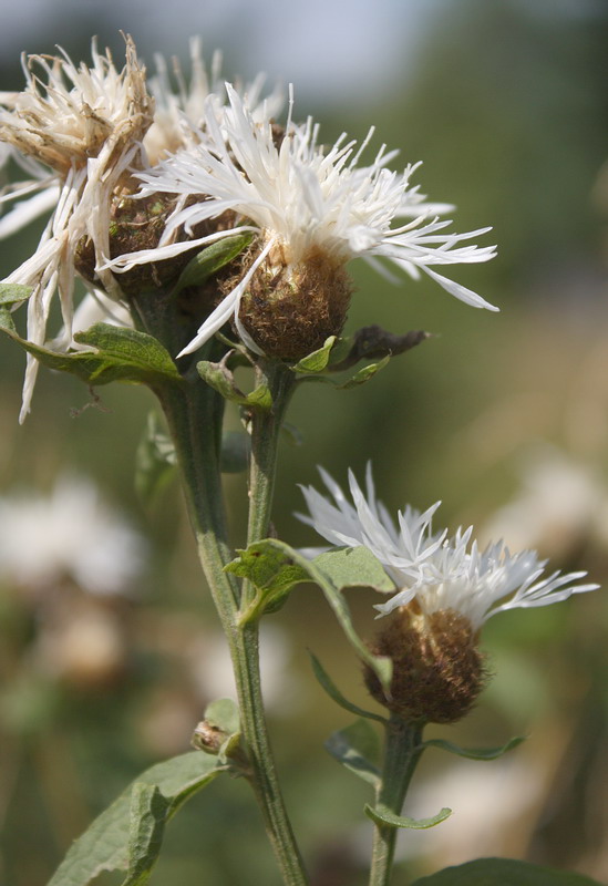 Image of Centaurea phrygia specimen.