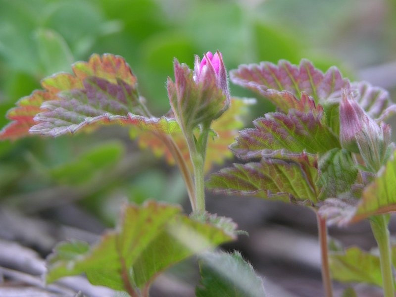 Image of Rubus arcticus specimen.