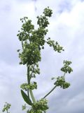 Rumex confertus
