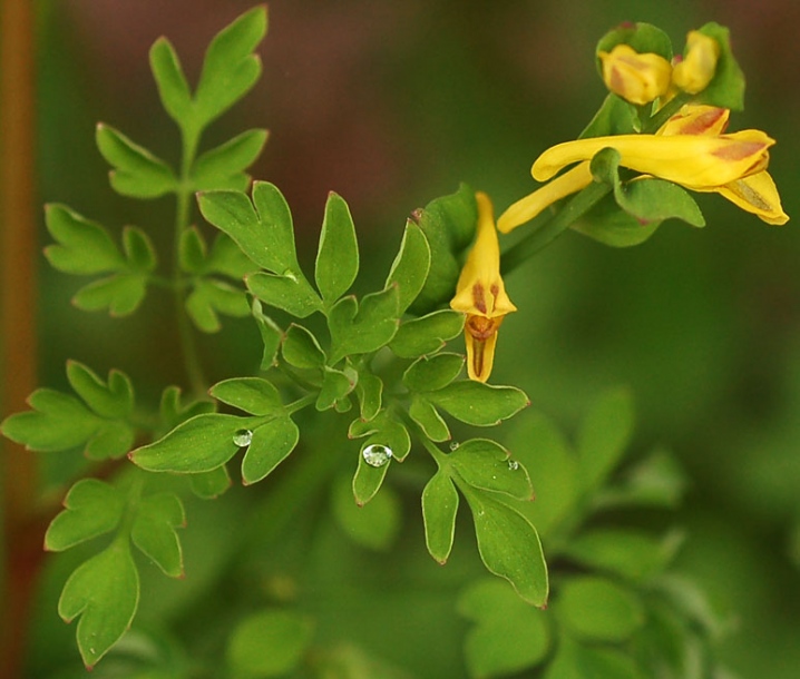 Изображение особи Corydalis ochotensis.