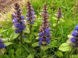Ajuga reptans