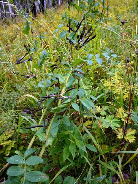 Изображение особи Lathyrus pisiformis.