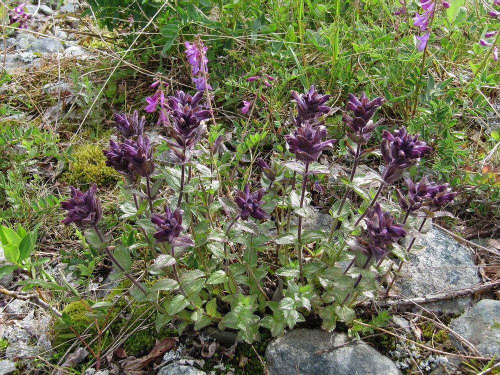 Изображение особи Bartsia alpina.