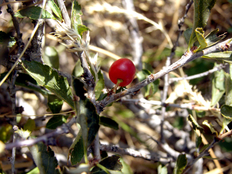 Image of Cerasus erythrocarpa specimen.