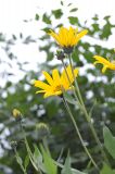 Helianthus tuberosus. Верхушка цветущего растения. Новосибирск, в культуре (цветник). 02.09.2009.