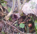 Asarum europaeum