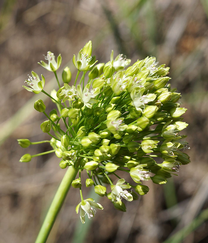 Изображение особи Allium valentinae.