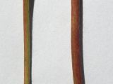 Alchemilla dura