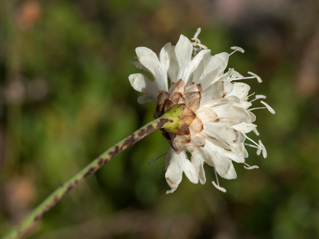 Изображение особи Cephalaria leucantha.