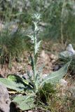 Cousinia microcarpa. Зацветающее растение. Южный Казахстан, горы Алатау (Даубаба), Западное ущелье. 15.05.2014.