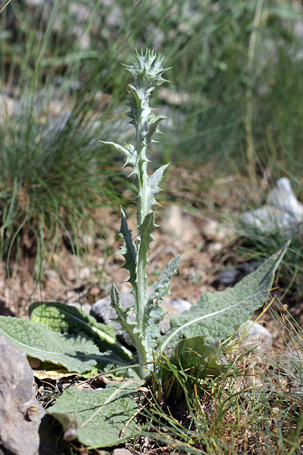 Изображение особи Cousinia microcarpa.