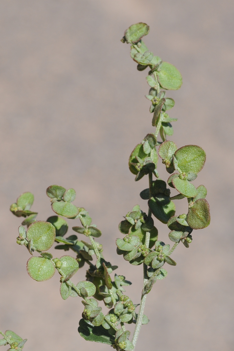 Image of Atriplex aucheri specimen.