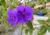 Tibouchina urvilleana. Цветки. Франция, Лазурный Берег, Ментона, Променад-дю-Мер, в культуре. 21.07.2014.