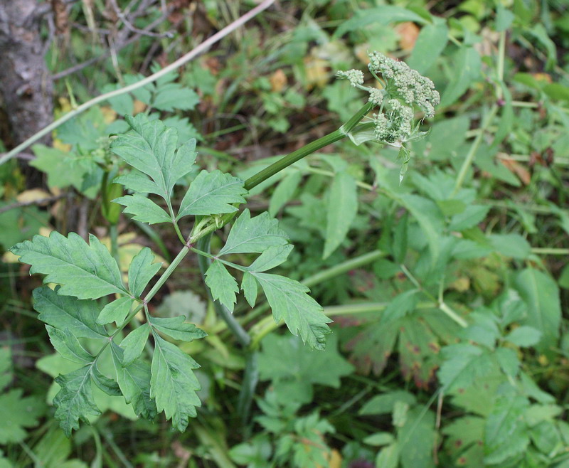 Изображение особи Angelica sylvestris.