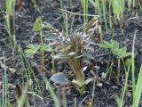 Valeriana alternifolia