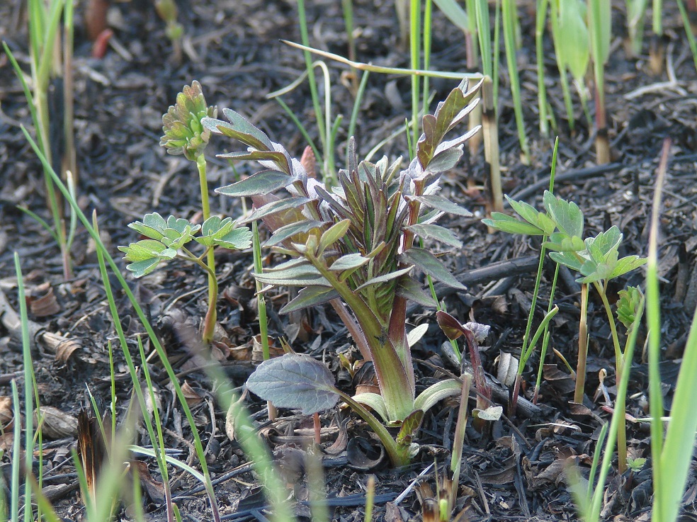 Изображение особи Valeriana alternifolia.