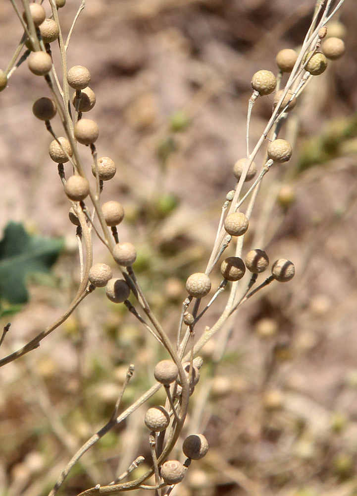 Image of Crambe orientalis specimen.