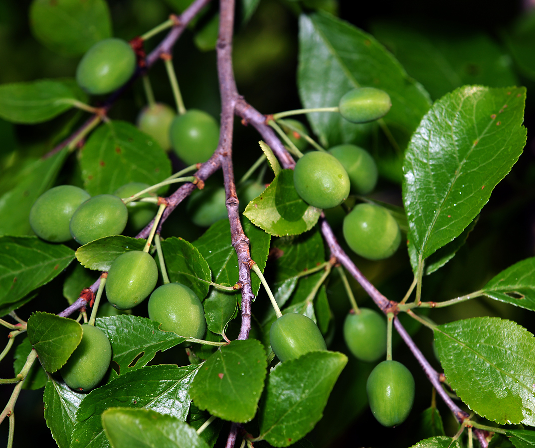 Image of Prunus spinosa specimen.