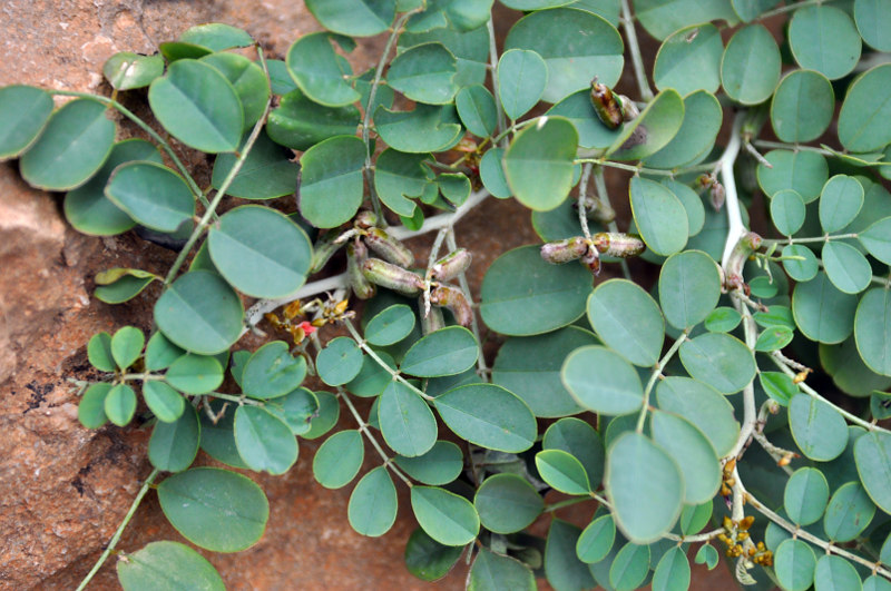 Image of Indigofera coerulea specimen.