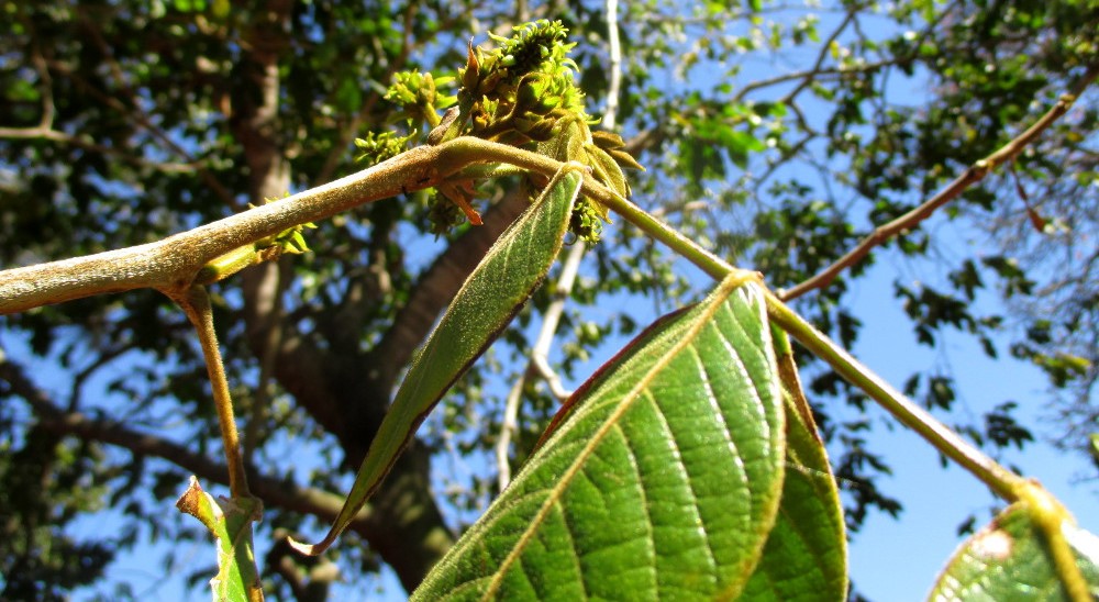Image of Inga edulis specimen.