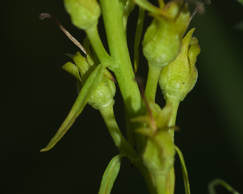 Image of Linaria vulgaris specimen.