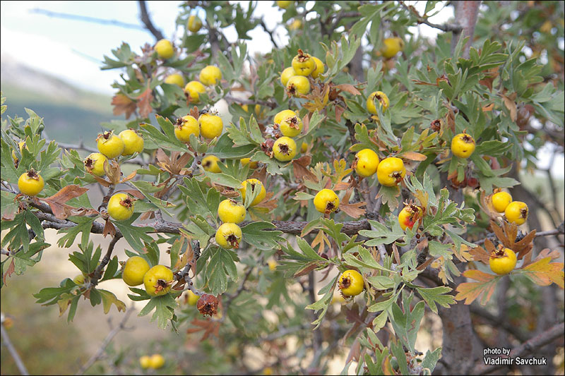 Image of Crataegus pojarkovae specimen.