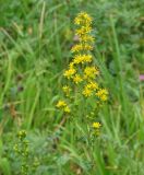 Solidago virgaurea подвид dahurica. Соцветие. Иркутская обл., Иркутский р-н, долина р. Иркут. 09.08.2014.