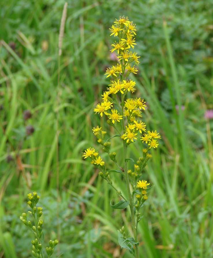 Image of Solidago virgaurea ssp. dahurica specimen.