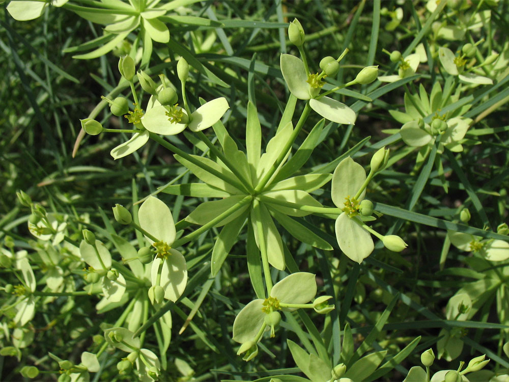 Image of Euphorbia regis-jubae specimen.