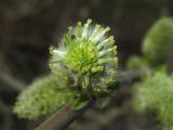 Salix cinerea. Тычиночное соцветие на поперечном изломе. Нидерланды, провинция Drenthe, община Noordenveld, окр. озера Leekstermeer, придорожная канава, граничащая с пастбищем. 2 апреля 2010 г.