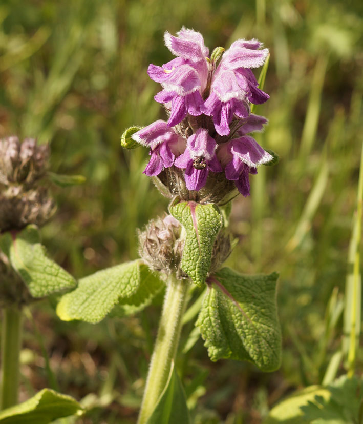 Изображение особи Phlomoides oreophila.