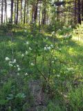 Amelanchier spicata