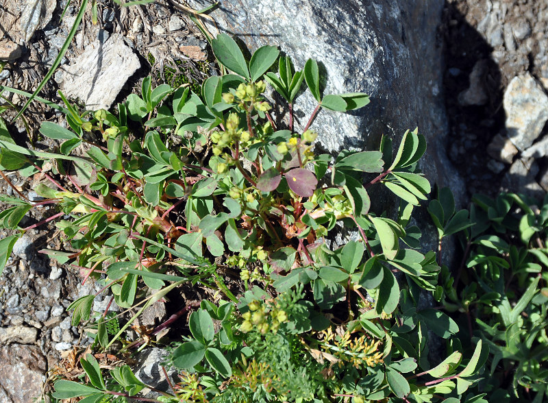 Image of Sibbaldia semiglabra specimen.