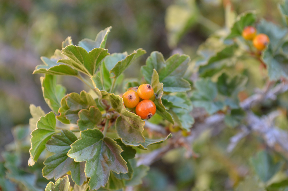 Изображение особи Ribes heterotrichum.