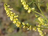 Melilotus officinalis. Соцветие. Кыргызстан, Нарынская обл., левый берег р. Нарын, окр. Таш-Башат, вахтовый пос. гидростроителей. 06.10.2015.