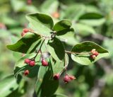 Cotoneaster melanocarpus. Верхушки побегов с соплодиями. Кыргызстан, Нарынская обл., левый берег р. Нарын, природный парк Салкын-Тор. 12.07.2015.