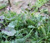 Astragalus filicaulis