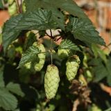 Humulus lupulus. Верхушка побега с соплодиями. Калужская обл., ст. Думиничи, пустырь у железной дороги. 26.08.2009.