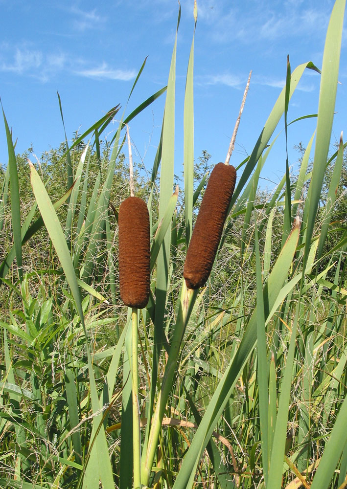 Image of Typha latifolia specimen.